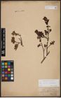 Foto von Salix aurita L. x Salix myrtilloides L.